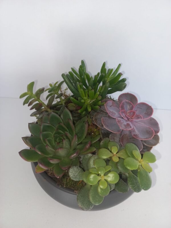 Aranjament Echeveria - imagine 3