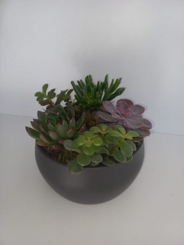 Aranjament Echeveria - imagine 2