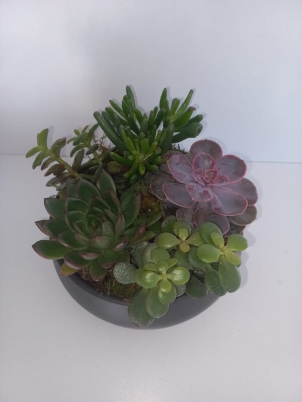 Aranjament Echeveria