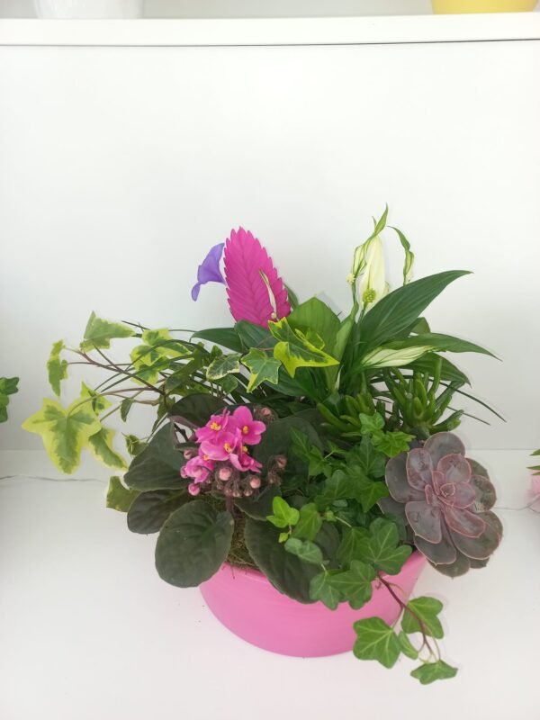 Aranjament cu Plante 3 - imagine 2