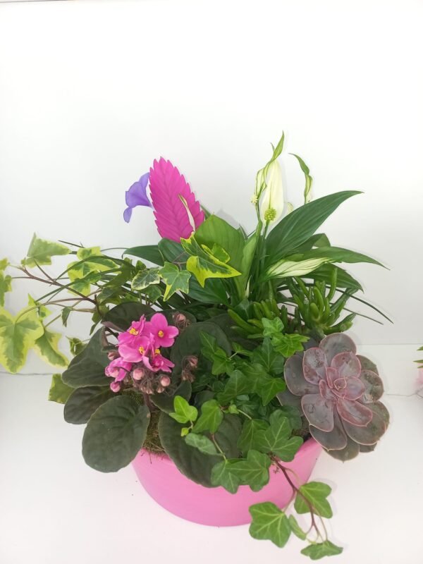 Aranjament cu Plante 3