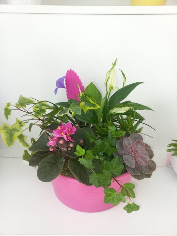 Aranjament cu Plante 3 - imagine 3